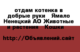 отдам котенка в добрые руки - Ямало-Ненецкий АО Животные и растения » Кошки   